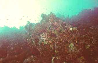 Underwater Picture